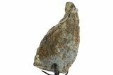 Fossil Sauropod Limb Bone Section with Metal Stand - Colorado #363639-2